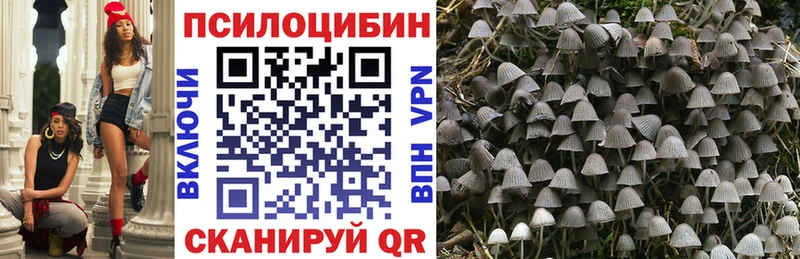 Псилоцибиновые грибы Psilocybe  Казань 